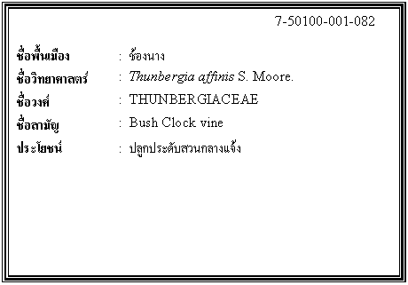 กล่องข้อความ: 7-50100-001-082 ชื่อพื้นเมือง : ช้องนาง ชื่อวิทยาศาสตร์ : Thunbergia affinis S. Moore. ชื่อวงศ์ : THUNBERGIACEAE ชื่อสามัญ : Bush Clock vine ประโยชน์ : ปลูกประดับสวนกลางแจ้ง